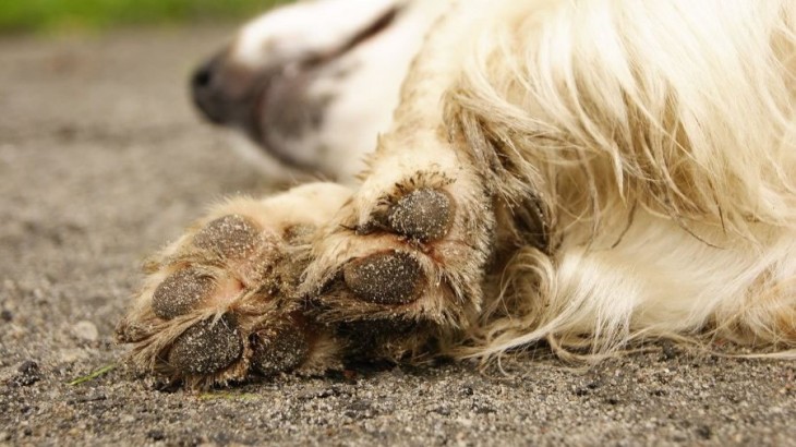 Piden ayuda urgente para rescatar a una perrita herida en General Alvear