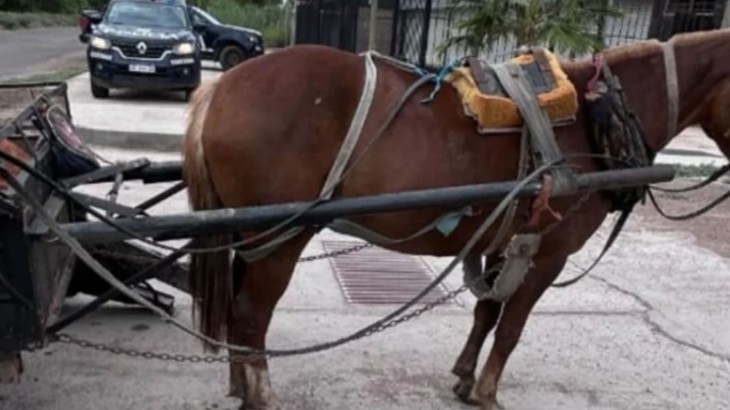Rescatan en Guaymallén a un caballo utilizado para tracción a sangre