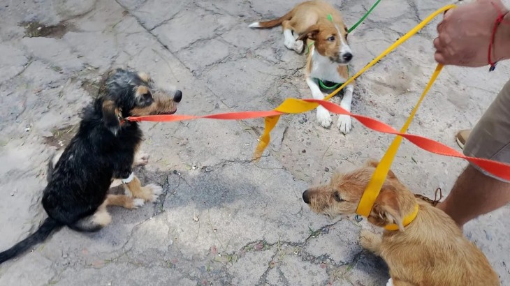 Mendoza y un antes y un después: fallo histórico por maltrato animal con condena efectiva