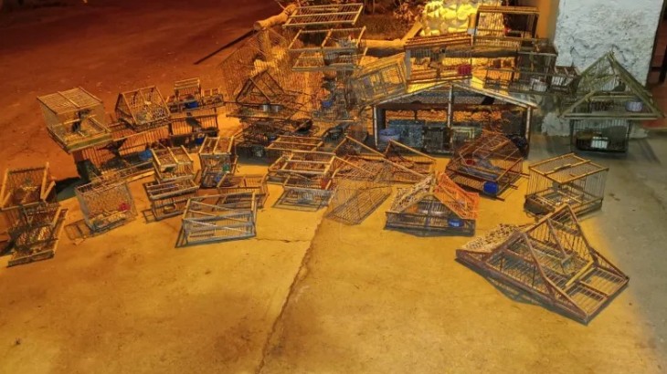 Rescatan 19 aves silvestres en cautiverio en Guaymallén tras una denuncia anónima