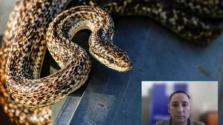 Alerta por la aparición de víboras en zonas urbanas: qué especies hay y cómo actuar